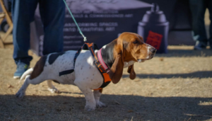 calm behavior dog training Phoenix