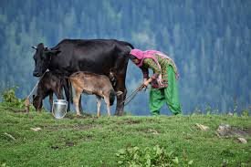 From Cow to Culture Lab The Quiet Shift in How We Think About Dairy